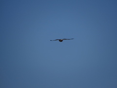 Geranoaetus polyosoma