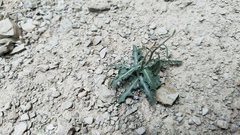 Stephanomeria runcinata