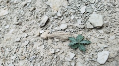 Stephanomeria runcinata