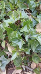 Senecio macroglossus