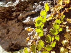 Adiantum poiretii