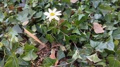 Senecio macroglossus