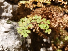 Adiantum poiretii