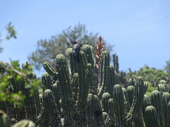 Melanerpes hypopolius