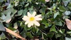 Senecio macroglossus