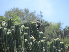 Melanerpes hypopolius