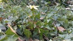 Senecio macroglossus