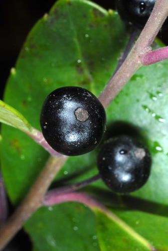 Ilex glabra