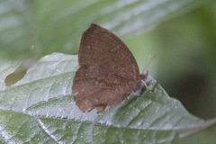 Godartiana muscosa