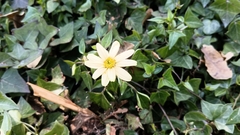 Senecio macroglossus