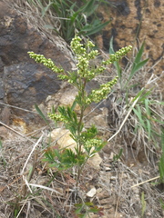 Artemisia eriopoda