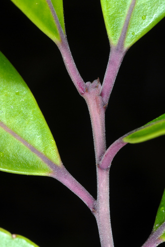 Ilex glabra