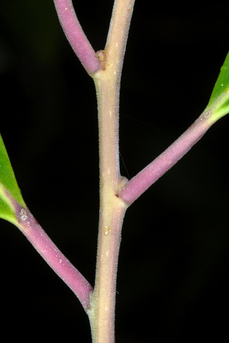 Ilex glabra