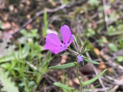 Phlox cuspidata