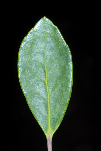 Ilex glabra