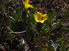 Sisyrinchium graminifolium