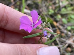 Phlox cuspidata