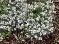 Lobularia maritima