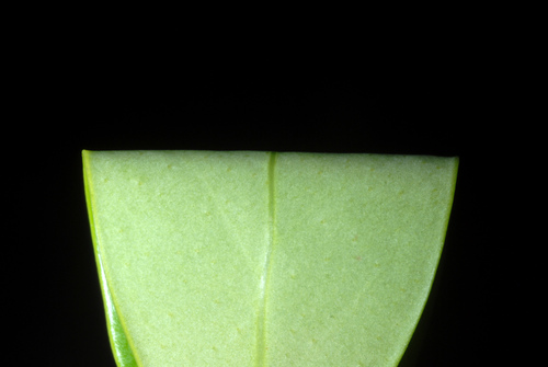 Ilex glabra