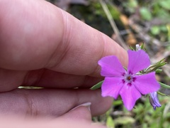 Phlox cuspidata