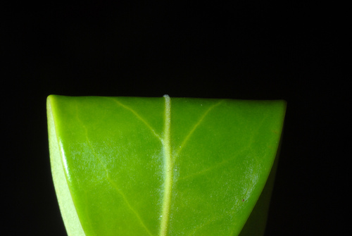 Ilex glabra