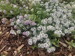 Lobularia maritima