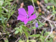 Phlox cuspidata