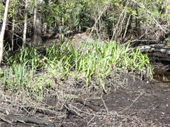 Crinum americanum