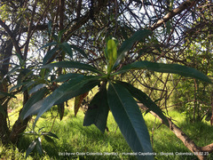 Escallonia pendula