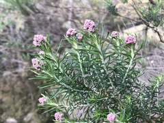 Cassinia aculeata aculeata