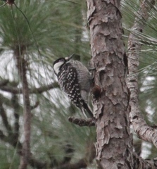 Dryobates borealis