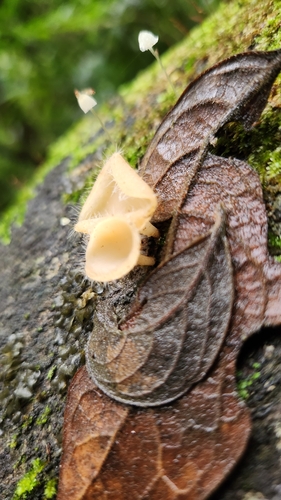 Cookeina tricholoma image