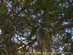 Escallonia pendula