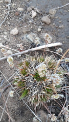 Psammotropha myriantha