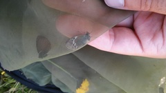 Coenonympha gardetta