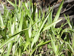 Crinum americanum