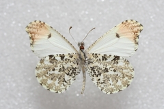 Anthocharis midea