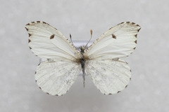 Anthocharis midea