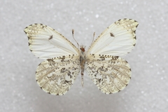 Anthocharis midea