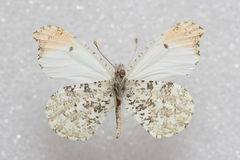 Anthocharis midea