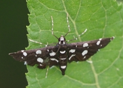 Bocchoris inspersalis