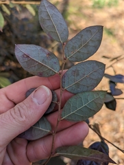 Loropetalum