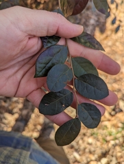 Loropetalum