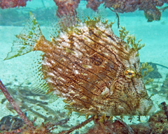 Chaetodermis penicilligerus