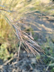 Macrochloa tenacissima