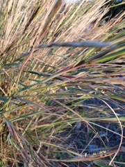 Macrochloa tenacissima