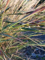 Macrochloa tenacissima