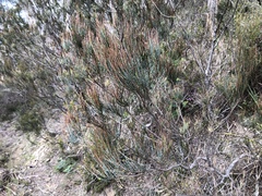 Allocasuarina monilifera