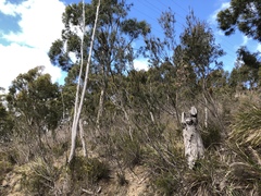 Allocasuarina monilifera