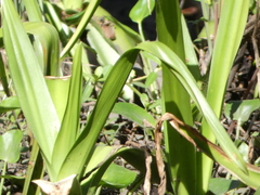 Crinum americanum